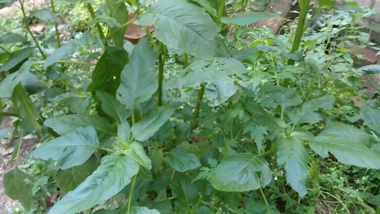 குப்பைகீரையின் மருத்துவகுணம்
