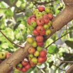 அத்திப்பழ மில்க் ஷேக்