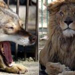 உக்ரைனில் இருந்து ‘சிம்பா’ பாதுகாப்பாக வெளி யேற்றப்பட்டது