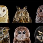 ஆந்தை அலறல் மூலம் உங்கள் வாழ்க்கைக்கான பலன்களை அறியலாமா?