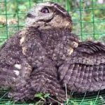 கிளிநொச்சியில் பறக்க முடியாத நிலையில் ஆந்தை குஞ்சு மீட்பு!!