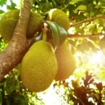 கர்ப்பிணி மனைவியின் பசியைபோக்க பலாக்காய்பறிக்க சென்றவர் கத்தியால் குத்தி மரணம்