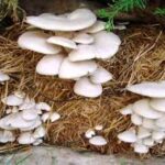 காளான் சாப்பிட்டு வர இத்தனை பிரச்சினைகளை தவிர்க்கலாமா?