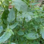 குப்பைகீரையின் மருத்துவகுணம்