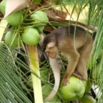 78 வயதான நான்கு பிள்ளைகளின் தந்தையின் தலையை பந்தாடிய குரங்கு!