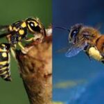 ஐந்து வயது சிறுமி குளவி கொட்டுக்கு இலக்காகி உயிரிழப்பு