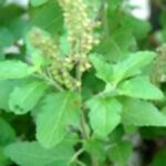 அனுமனுக்கு துளசி மாலை சாத்தி வழிபடுவதன் நன்மைகள்