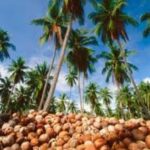 தெங்கு சார் பொருட்களின் ஏற்றுமதி – 834 மில்லியன் டொலர் வருமானம்