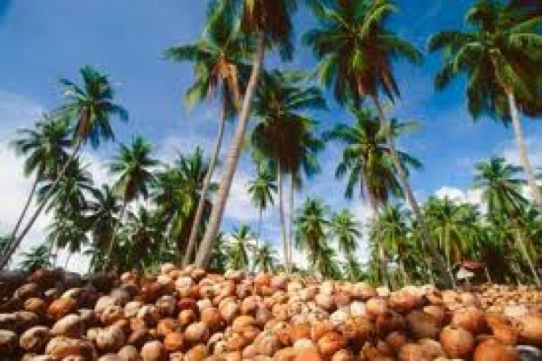தெங்கு சார் பொருட்களின் ஏற்றுமதி – 834 மில்லியன் டொலர் வருமானம் தெங்கு சார் பொருட்களின் ஏற்றுமதி – 834 மில்லியன் டொலர் வருமானம்