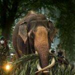 உயிரிழந்த “நடுங்கமுவ ராசா”!.. (படங்கள்)