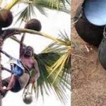 வடக்கின் ஏற்றுமதி பொருளாக பனங்கள்ளு!