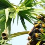 அன்று உயிர் காத்த பனை மரம் ! இன்று தமிழர்கள் மறந்த பனை மரம்!