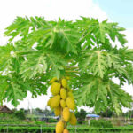 பப்பாளி மருத்துவக் குணம்