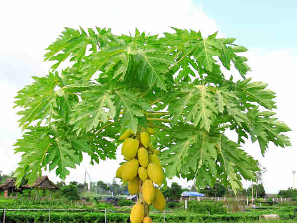 பப்பாளி மருத்துவக் குணம் பப்பாளி மருத்துவக் குணம்