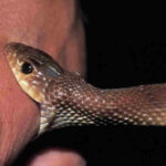 பாம்புக் கடி-முதலுதவியும் தடுப்பு மருந்துகளும்