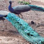 உங்கள் பகுதியில் மயில்கள் உள்ளனவா?- அபாய எச்சரிக்கை!