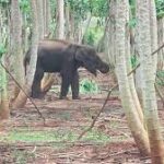 வவுனியாவில் சிகிச்சை பலனின்றி உயிரிழந்த யானை