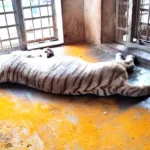 உயிரியல் பூங்காவில் சிகிச்சை பலனின்றி வெள்ளை புலி உயிரிழப்பு