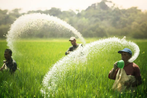 உரங்களையும் இறக்குமதி செய்ய நடவடிக்கை விலை சூத்திரம் அறிமுகப்படுத்தப்படும்