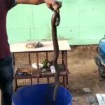 இலங்கைக்கு கடத்த இருந்த இருதலை மணியன் பாம்பு,6 கிளிகள் மீட்பு