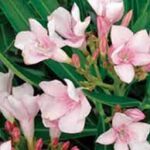 உயிரைப் பறிக்கும் இந்த ஒரு செடியை வீட்டில் வளர்ப்பது சரியா தவறா?