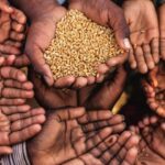 இந்தியாவின் உணவு தானியங்கள் ஏற்றுமதியை உலகமே எதிர்பார்த்து இருக்கிறது!!