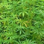 தொடர்ந்து சிக்கும் கஞ்சா பொதிகள்-இரு சந்தேகநபர்கள் கைது