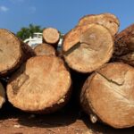 ஓட்டுசுட்டானில் மரக்கடத்தலை பிடிக்கசென்ற சென்ற பொலிசார்- கடிகாயங்களுடன் வைத்தியசாலையில்