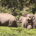 வடக்கில் தொடரும் யானைகளின் அட்டகாசம் …