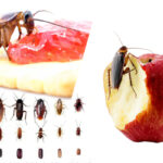 சமையலறையில் உள்ள கரப்பானை ஒழிக்க உங்களுக்கான வழிகள்