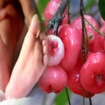 சிறுமியின் உயிரை பறித்த ஜம்புப்பழம்!