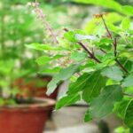 துளசி மருந்து, பிரசாதம் மட்டுமல்ல, செல்வத்தை தரும் மகாலட்சுமி வாசம் செய்யும்துளசி நன்மைகள் பற்றி பார்ப்போம்