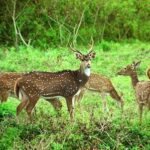 கனடாவில் வேகமாக பரவி வரும் ஜோம்பி நோய்-கொத்து கொத்தாக மடியும் மான்கள்