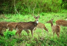 கனடாவில் வேகமாக பரவி வரும் ஜோம்பி நோய்-கொத்து கொத்தாக மடியும் மான்கள்