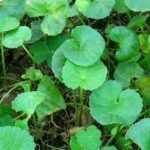 வல்லாரை கீரை பொரியல்