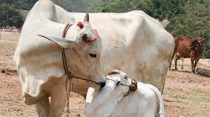உங்கள் பரிகாரம் சிறக்க இதை பசு மாட்டிற்கு கொடுங்கள்!!