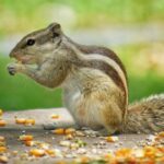 வீட்டிற்குள் அடிக்கடி அணில் வருகிறதா?