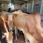 அனுமதிப்பத்திரம் இன்றி மாடுகளை ஏற்றிச்சென்ற ஒருவர் கைது!