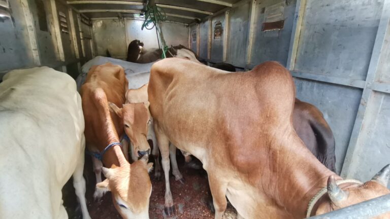 அனுமதிப்பத்திரம் இன்றி மாடுகளை ஏற்றிச்சென்ற ஒருவர் கைது!
