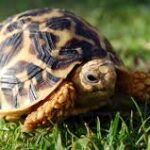 ஆமை புகுந்த வீடு உருப்படாதா?