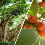 ஆலமரமும் அதன் அற்புத சிறப்பும்!