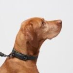 உயர்தர நாய்களை கொள்வனவு செய்யவுள்ள இலங்கை