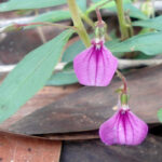 மருத்துவக்குணம் நிறைந்த ஓரிதழ் தாமரை..!