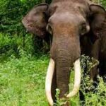 காட்டு யானைகளால் 5 ஏக்கரில் பயிரிடப்பட்டிருந்த மேட்டு நில பயிர்கள்!!