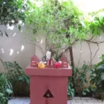 துளசிச் செடிக்கு பூஜை செய்தும் பலனில்லை என்றால் நீங்கள் இந்த தவறை செய்கிறீர்கள்!