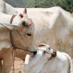 உங்கள் பரிகாரம் சிறக்க இதை பசு மாட்டிற்கு கொடுங்கள்!!