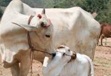 உங்கள் பரிகாரம் சிறக்க இதை பசு மாட்டிற்கு கொடுங்கள்!!