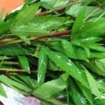 அற்புத மருத்துவ குணங்களையுடைய புளிச்சக்கீரை..!