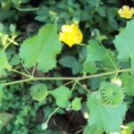 அற்புத பயனுள்ள மூலிகை துத்திக்கீரை!