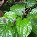 அரிய வகை மூலிகை மருந்தான திப்பிலி!